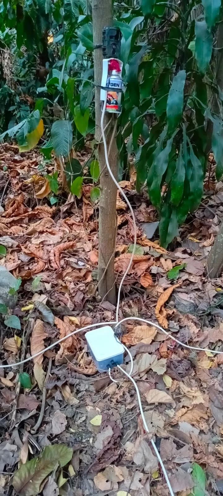 Kumpulan foto-foto kegiatan pemasangan alat pengusir hama monyet ekor panjang.